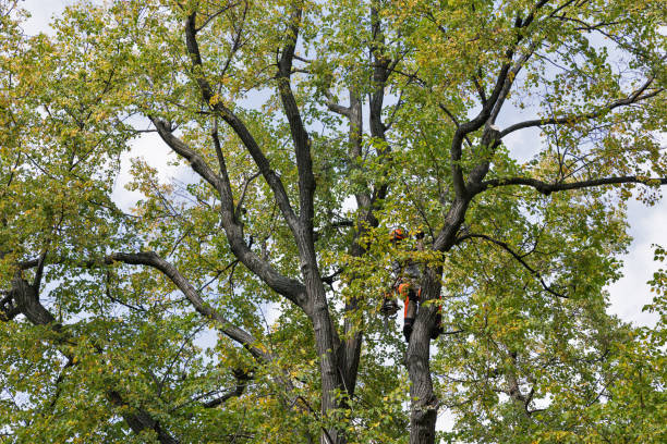 Reliable Oak Park, CA Tree Services Solutions